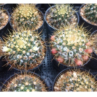 🌵💥แมมเข็มทอง💥🌵Mammillaria nivosa  ไม้เมล็ด ขนาด 4-6 ซม. ต้นกระบองเพชร ต้นแคคตัส (แคคตัส กระบองเพชร)