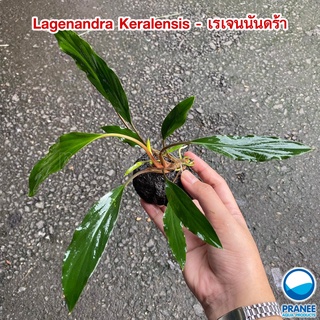 Lagenandra Keralensis - เรเจนนันดร้า ต้นไม้น้ำ ไม้น้ำตกแต่งตู้ปลา ไม้น้ำพร้อมปลูก ***กรุณาอ่านรายละเอียดก่อนสั่งซื้อ***