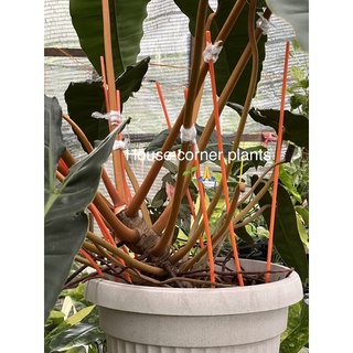 ฟิโลเดนดรอน ก้านส้ม/ Philodendron billietiae Croat