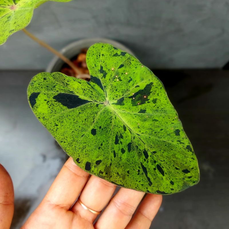 Colocasia Mojito 🌱 โคโลคาเซีย โมจิโต้ 🌱 ลายสวย