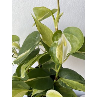 พลูบราซิลด่าง 3 สี มี 3-4 กิ่ง “Philodendron Hederaceum Cream Splash” กระถาง 4นิ้ว