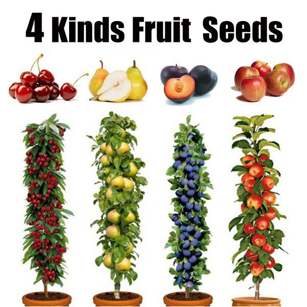 4 Kinds of Potted Fruit Tree Seeds for Garden Cherry Sylvia/Black Amber
