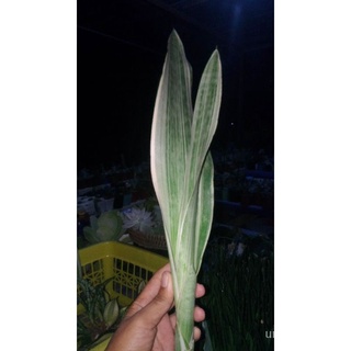 Sansevieria silver siam snake plant(8pcs lng kasya  sa box)内裤/母婴/文胸/芹菜/鲜花/通心菜/帽子/木瓜/seeds/种子//กุหลาบ OZRH