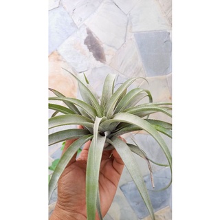 Tillandsia Silver Rose ทิลแลนเซีย ซิลเวอร์โรส สับปะรดสี สับปะรดอากาศ ไม้รากอากาศ