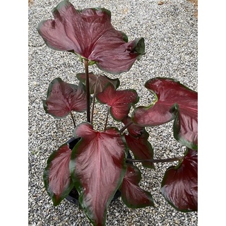 บอนสีนำเข้า Caladium ‘Hot 2 Trot’ กระถาง 8นิ้ว รวมส่ง