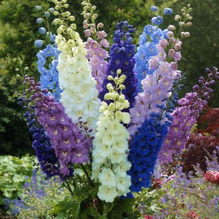 เมล็ดดอก เดลฟิเนี่ยม รวมสี