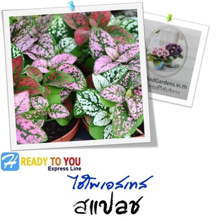 ไฮโพเอสเทส (Hypoestes) สแปลช  25 เมล็ด (จาก PanAmerican Seed Co.)