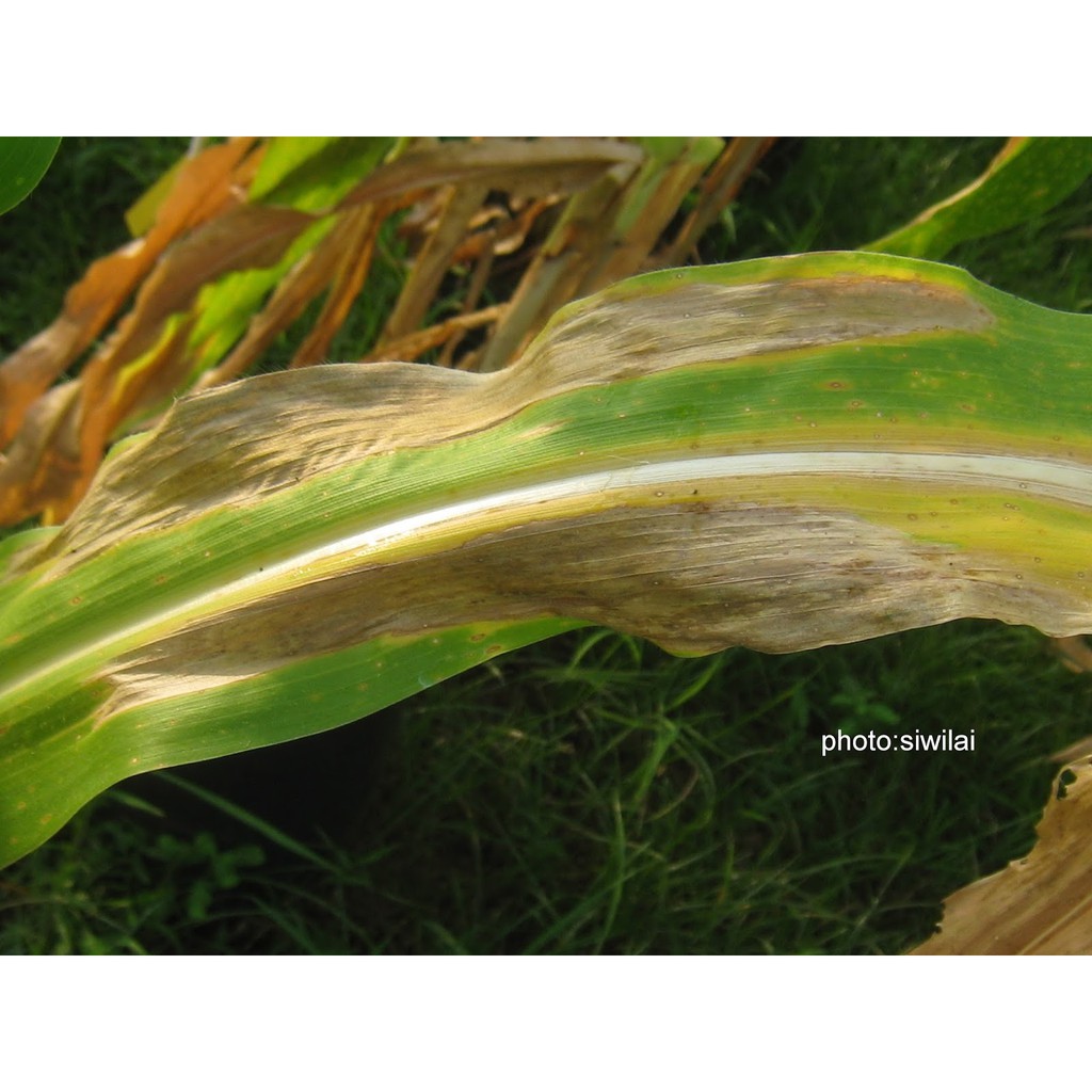 ไอโซโพรไทโอเลน 1 ลิตร ฉลาม ใบไหม้ ใบแห้ง ใบส้ม ใบติด เชื้อรานาข้าว - รูปที่ 3