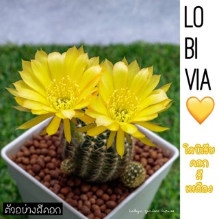 🌼🌵LOBIVIA CACTUS โลบิเวียแคคตัส ไซร์ออกดอกสีเหลือง พร้อมส่งค่ะ 💛ใครกำลังสะสมต้องรีบทะยอยเก็บสีดอกนะคะ สีเหลืองน่ารักมากๆ