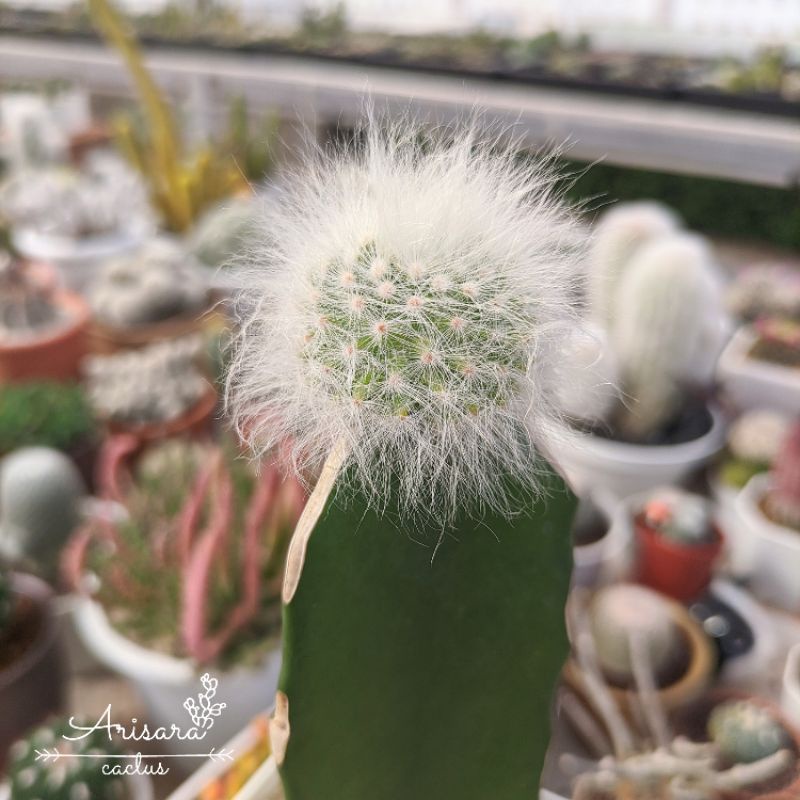 แคคตัส ไม้กราฟ แมม ลูกแมวไร้หนาม ดอกใหญ่ กราฟตอสามเหลี่ยม mammillaria guelzowiana lau 640