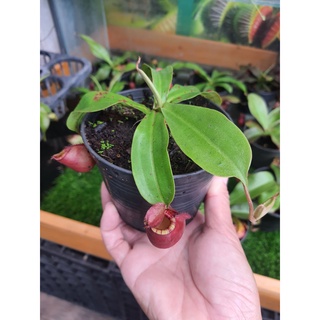 New หม้อข้าวหม้อแกงลิง พันธุ์ไวกิ้งแอมแดง (Nepenthes viking x N. ampullaria) หม้อแดงๆ น่ารักๆ ปีกสวยๆ กระถาง 4 นิ้ว