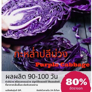 เมล็ดพันธุ์ กะหล่ำปลีม่วง 150 เมล็ด Purple cabbage กะหล่ำสีม่วง กะหล่ำปลี ✅ราคาถูก🪴ปลูกง่าย ปลูกไว้ทานกินเอง🔥ซื้อ10แถม1