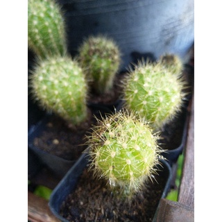 ‼️SALE ‼️ กระบองเพชร แคกตัส Cactus ส่งตรงจากโรงเรือน