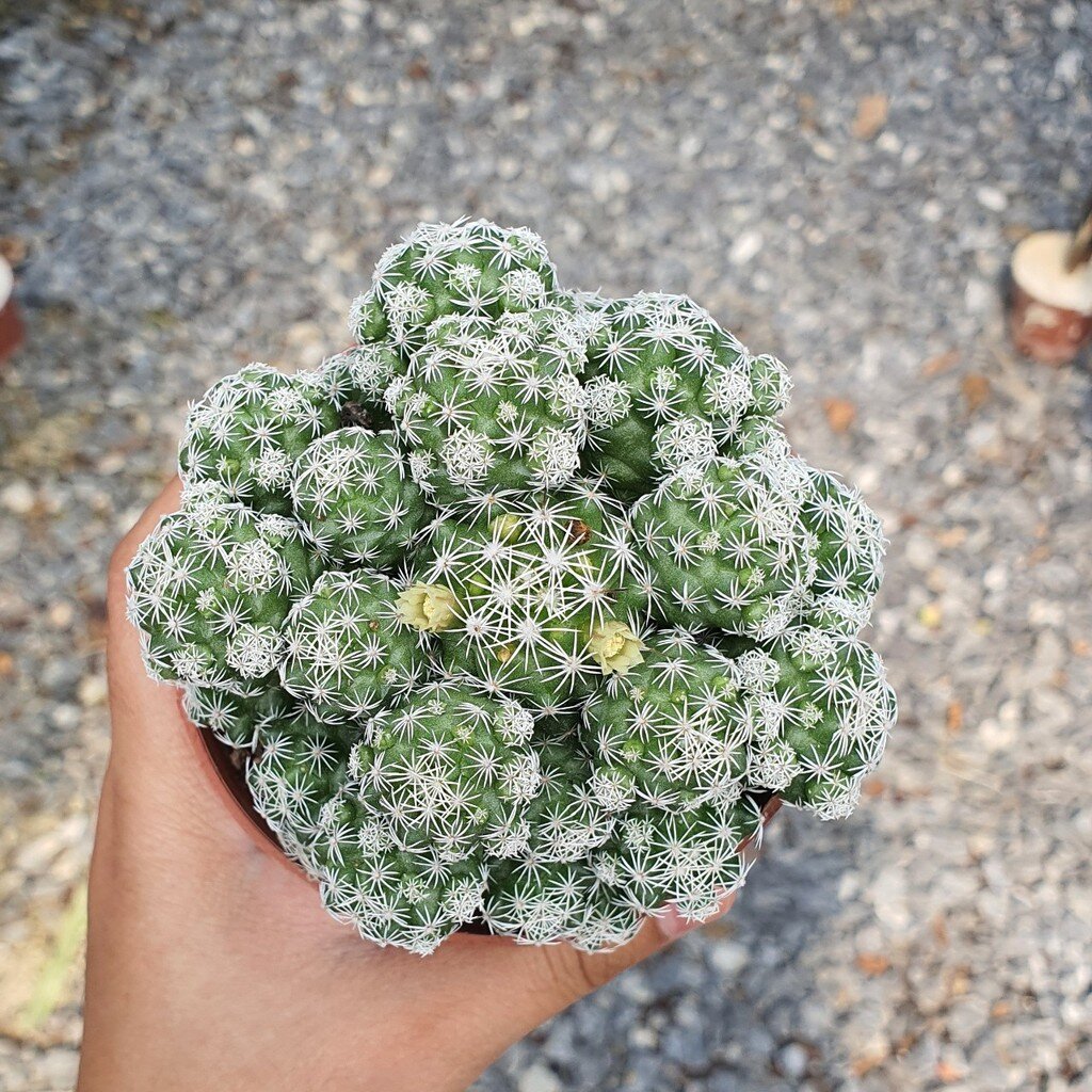 มุมมอง 2