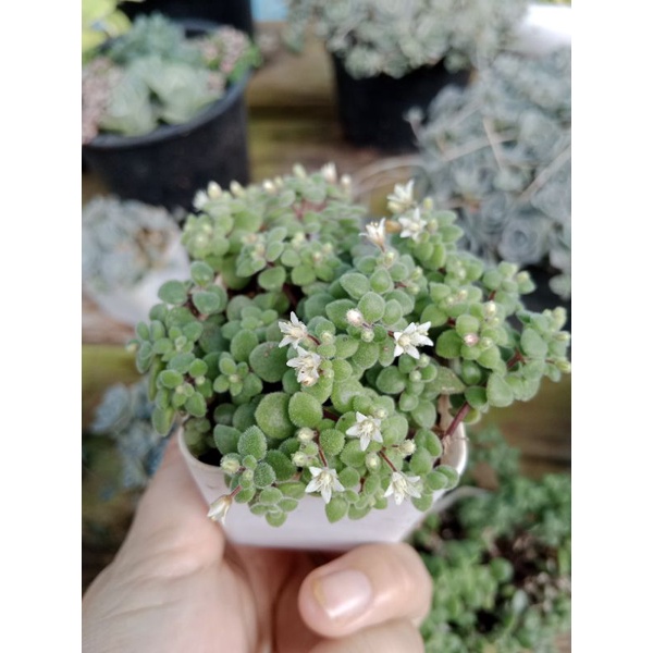 ต้นมะลิน้อย คลาสซูล่า crassula expansa กระถาง 2-3 นิ้ว