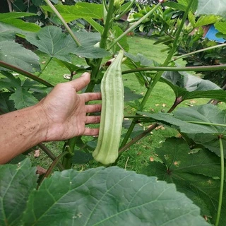 (ขายส่ง) ปุ๋ยอินทรีย์ น้ำหมักชีวภาพ มูลวัวนม สูตรเข้มข้น