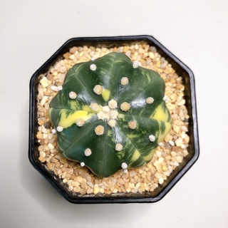 Astrophytum star shape variegata