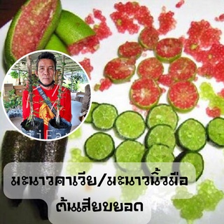 ต้นมะนาวคาเวียร์ 1 ต้น มะนาวนิ้วมือ(แดง)แบบเสียบยอด สูง 30-35 ซม.รสชาติเปรี้ยว เหมือนมะนาวทั่วไป พร้อมส่ง