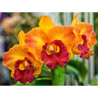 30 เมล็ดพันธุ์ เมล็ดกล้วยไม้ แคทลียา (Cattleya Orchids) Orchid flower seeds อัตราการงอก 80-85%