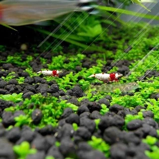 ดินปลูกไม้น้ำ Water Plant Soil Medifish น้ำไม่ขุ่น ดินไม่แตก ปลอดภัยต่อสัตว์น้ำ!!