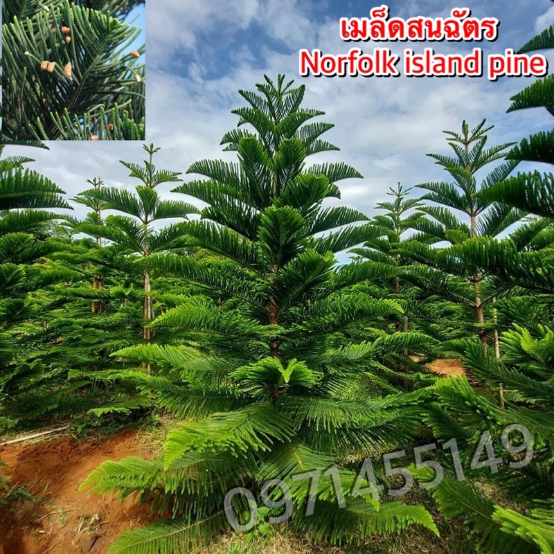 เมล็ดสนฉัตร/สนฉัตร  Norfolk island pine**ศึกษาวิธีเพาะได้ในรายละเอียดสินค้า**บรรจุ :20เมล็ด