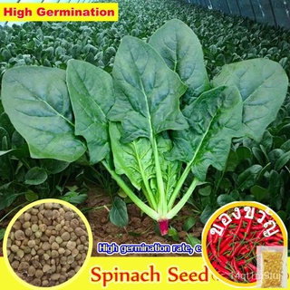 สูงงอก比吉·Beni เขา·赛义โซล·Bayam การปลูกเมล็ดพันธุ์ผักโขมขนาดใหญ่ (200เม็ด) พืชผักโขมสีเขียวเมล็ดผักอินทรีย์Benih Sayur Say