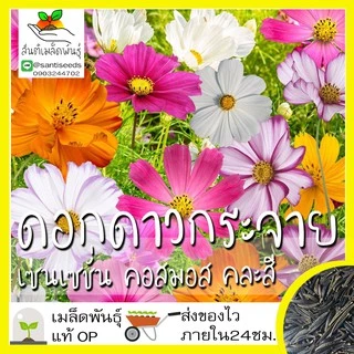เมล็ดพันธุ์ ชุดดอกดาวกระจาย ดอกคอสมอส ปลูกง่าย ทนร้อนโตไว พร้อมส่ง ดาวกระจายเซนเซชั่น/สีขาว/พิโคที/สีแดง/สีชมพู/สีเหลือง