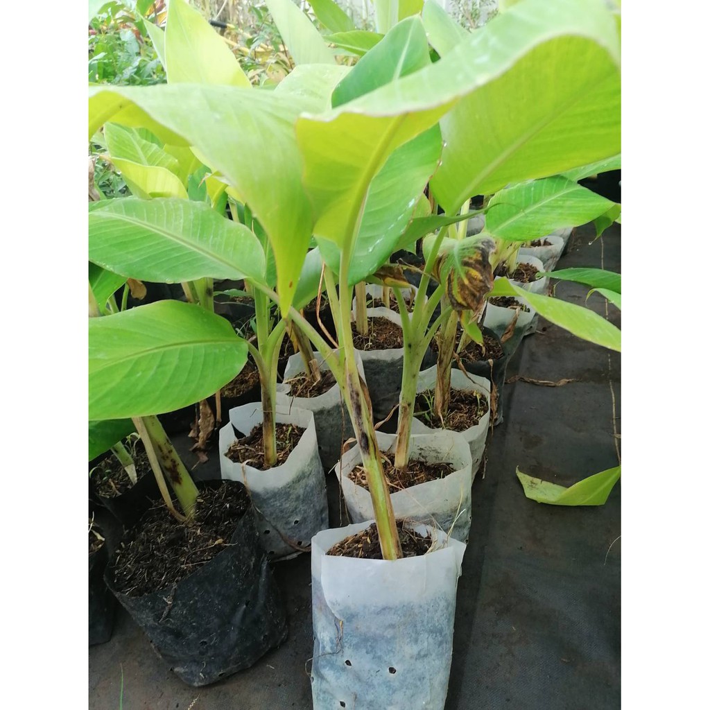 กล้วยน้ำว้า สายพันธุ์ปากช่อง50  (เพาะเลี้ยงเนื้อเยื่อ) ความสูง 30-40 ซม.