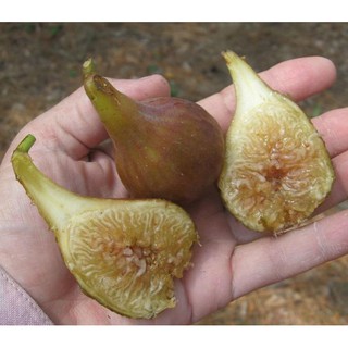 Figs ต้นมะเดื่อฝรั่ง พันธุ์ Eastern Brown Fig (อิสเทินบาร์วฟิกส์) อร่อย หวาน หอมมากๆ ต้นสมบูรณ์มาก รากแน่นๆ จัดส่งพร้อมก