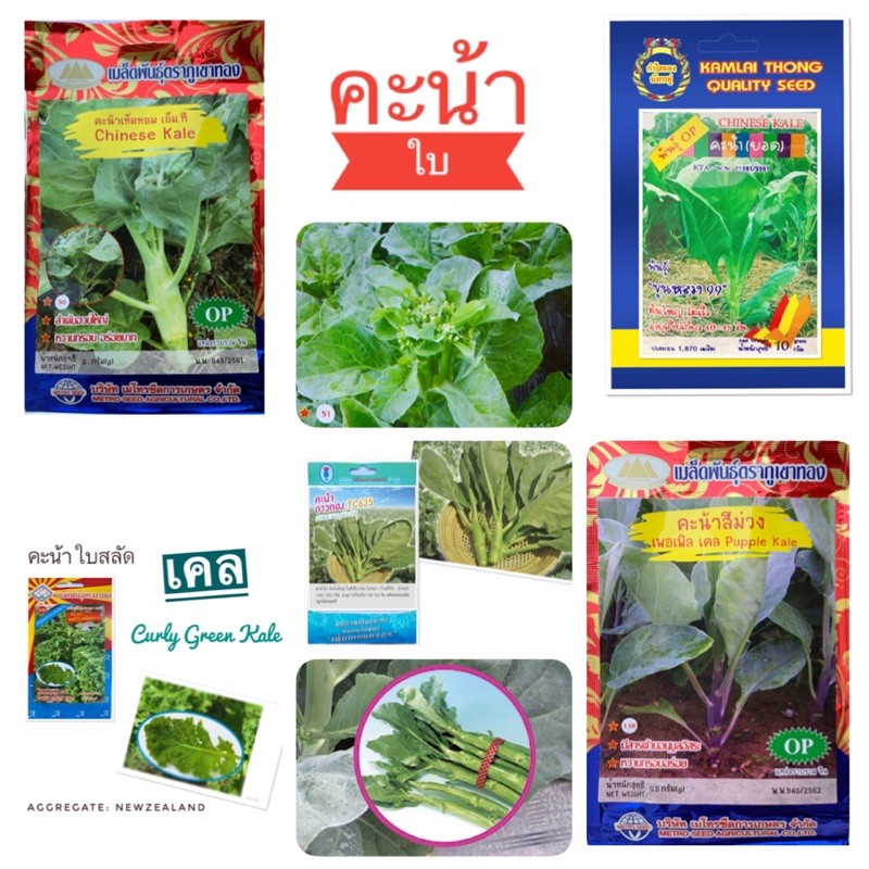 เมล็ดคะน้า (Chinese KALE) คะน้ายอด คะน้าฮ่องกง คะน้าหวาน เคล คะน้าใบ คะน้าดอก คะน้าเห็ดหอม คะน้าสีม่วง