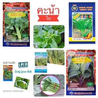 เมล็ดคะน้า (Chinese KALE) คะน้ายอด คะน้าฮ่องกง คะน้าหวาน เคล คะน้าใบ คะน้าดอก คะน้าเห็ดหอม คะน้าสีม่วง