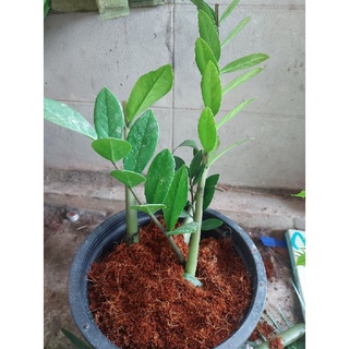 #กวักมรกต (Zamioculcas Zamiifolia or Emerald Palm) หรือเกล็ดมังกร บรรจุใน 1 กระถาง 6" #ต้นไม้มงคล