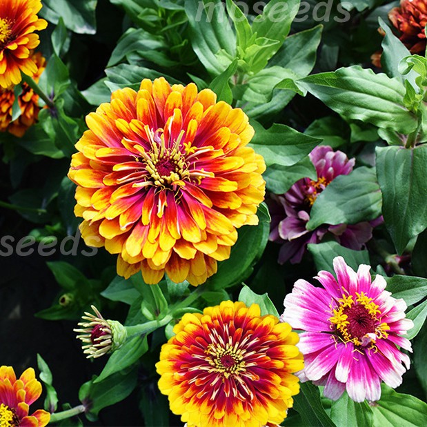เมล็ดพันธุ์ บานชื่นแฟนซี / บานชื่นตุรกี คละสี 0.5 กรัม ( 50+ เมล็ด)  Mazurka & Macarena  Zinnia Mix