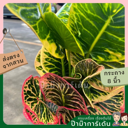 มุมมอง 2