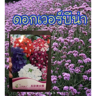 🌷🌸เมล็ดดอกเวอร์บีน่า ดอกเวอร์บีน่าคละสี จำนวน 20-40 เมล็ด✨🌱