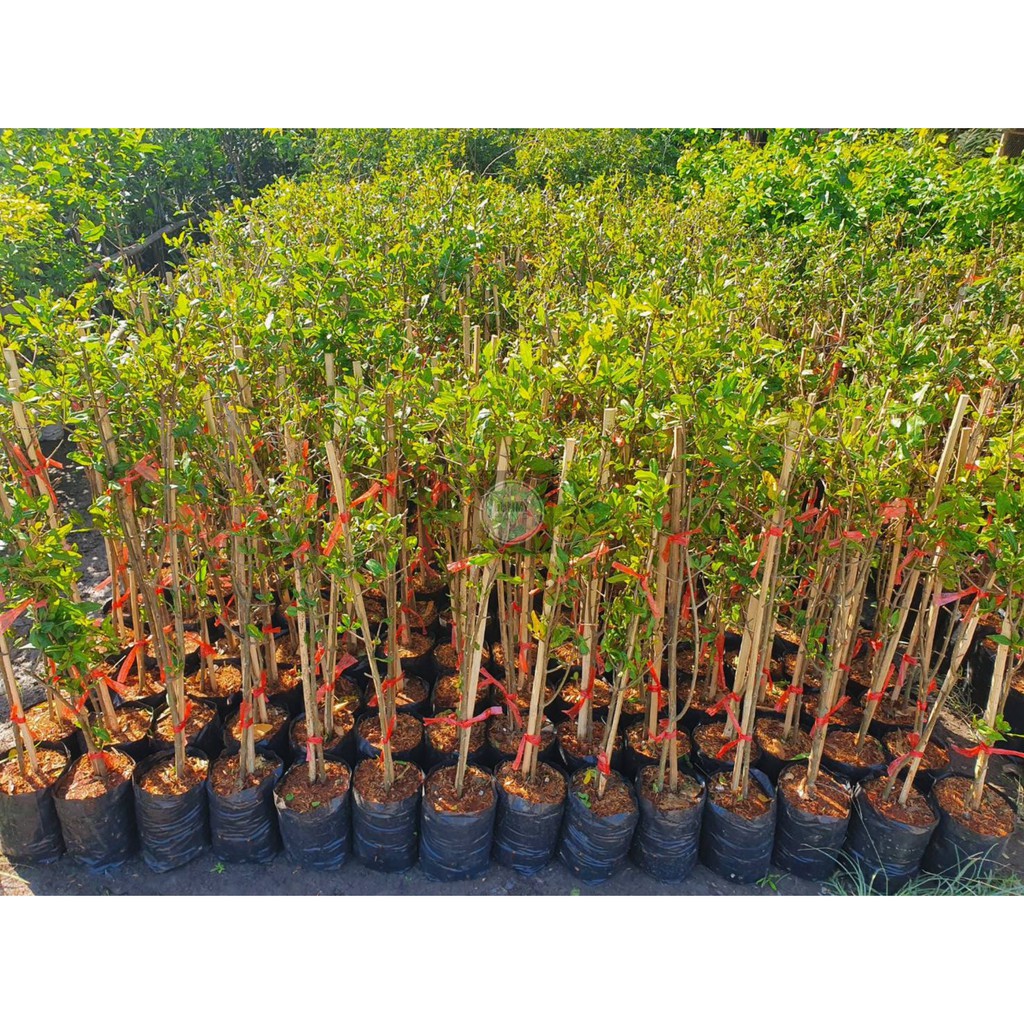 ต้นทับทิมแดงมารวยกิ่งตอน ทับทิมแดงมารวย ไม้มงคล - รูปที่ 2