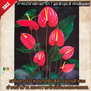 ภาพโปสเตอร์ ดอกหน้าวัว ขนาด16×20"นิ้ว👉หรือ 40.6×50.8เซนติเมตร