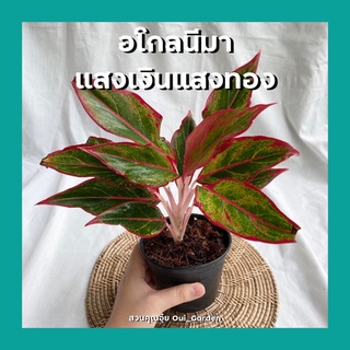 อโกลนีมา แสงเงินแสงทอง Aglaonema commutatum พร้อมกระถาง4นิ้ว ต้นไม้มงคล