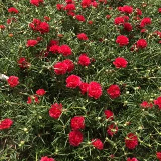 คุณนายตื่นสายกลีบซ้อน 20 สีกิ่งพันธุ์ เลือกสีได้ แยกสีให้จ้า