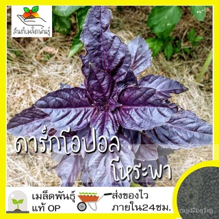 เมล็ดพันธุ์ ดาร์กโอปอล โหระพา 100 เมล็ด Dark Opal Basil เมล็ดพันธุ์แท้ นำเข้าจากต่างประเทศ ปลูกผัก สวนครัว ถูกดี เพาะง่า