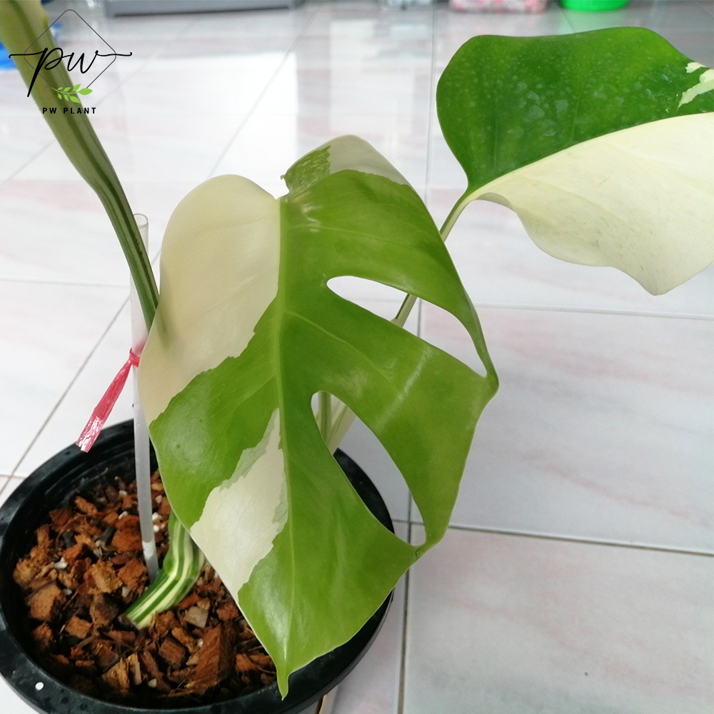 มอนสเตอร่า อัลโบ้ ด่าง ฮอลแลนด์ Monstera Albo Holland ลายวากิว ใบใหม่ฮา ...