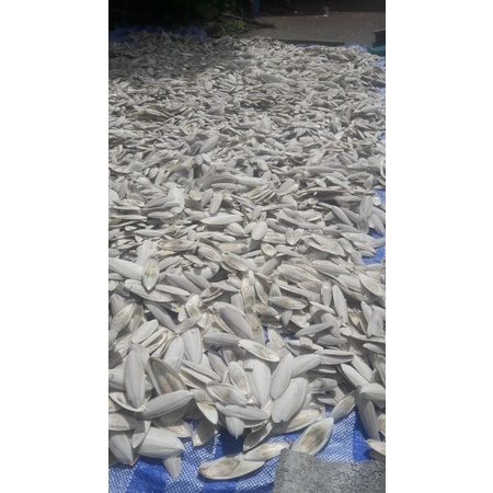 กระดองปลาหมึก ลิ้นทะเล 100กรัม