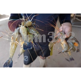 🦞ราคาถูกที่สุด(3ฟรี1)เบอร์4🦞อาหารกุ้งผสมชนิดจมน้ำใช้สำหรับ(กุ้ง1-4เดือนขึ้นไป)แบ่งขาย)