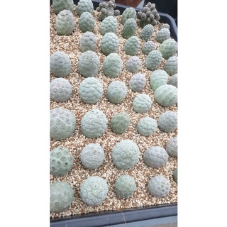 แคคตัสไข่มังกร Tephrocactus geometricus