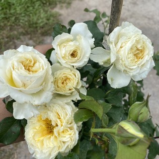กุหลาบ เบียทรีซ ดอกหอมมาก สีเหลืองอ่อน พุ่มสวย ถุงใหญ่พร้อมส่งต้นติดดอก