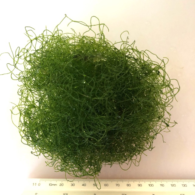 สาหร่ายคีโตโมฟา50g สาหร่ายทะเล ตรึงไนโตเจน กำจัดของเสียไนเตรทในตู้ทะเล ขนาดทรงกลม 10 ซม