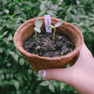 ชุดปลูกดอกไม้ ชุดพร้อมปลูก ชุดของขวัญ Mini set