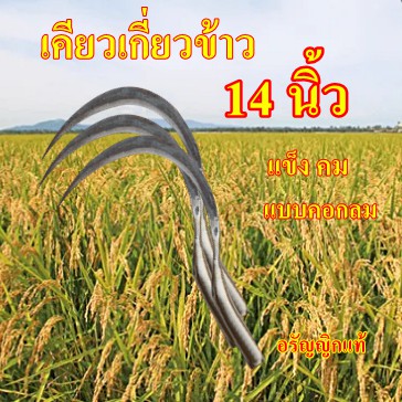 เคียวเกี่ยวข้าวเกี่ยวหญ้าขนาดมาตราฐาน14นิ้วเหล็กแข็งคมจากอรัญญิก