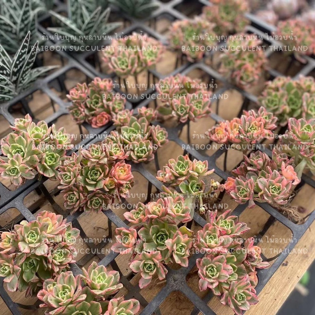 กุหลาบหิน​ AEONIUM​ SWEET​ TEA Succulent Echeveria​  ร้านใบบุญ​ กุหลาบหิน​ ไม้อวบน้ำ​