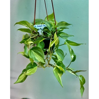 พลูบลาซิล ด่าง 3 สี Philodendron Cream Splash กระถาง4-5นิ้ว